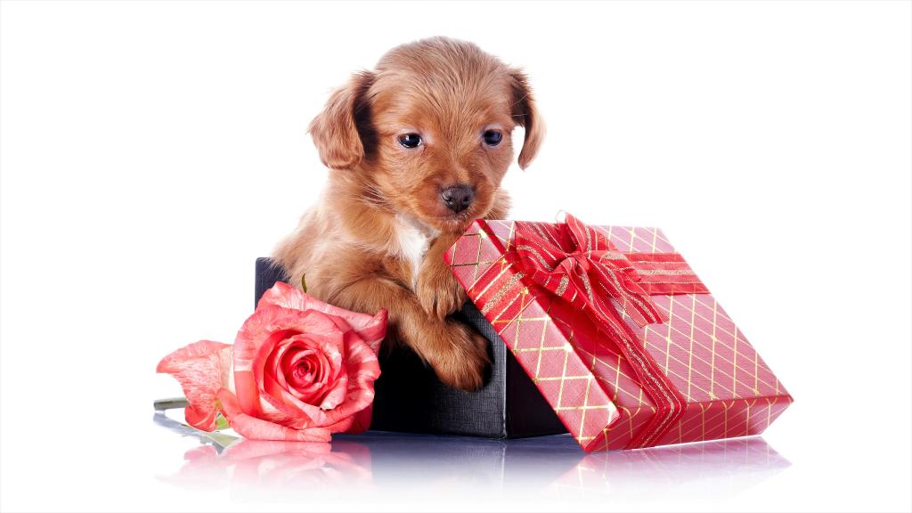 在白色背景上的玫瑰礼品盒中的小狗
