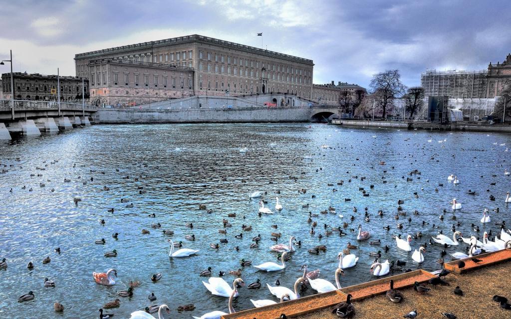 在城市，瑞典的河上的鸟