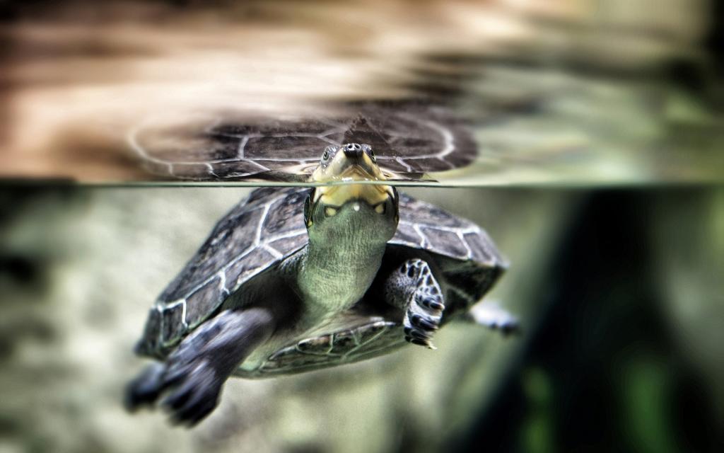 乌龟的鼻子伸出水面