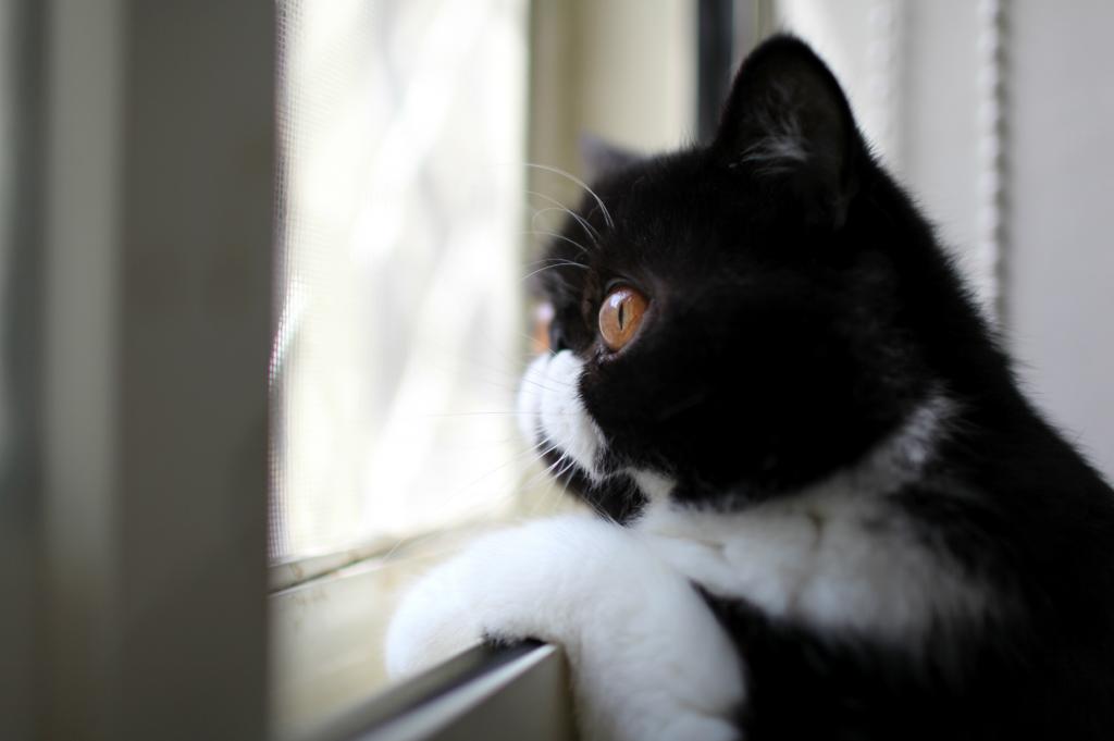 猫望着窗外