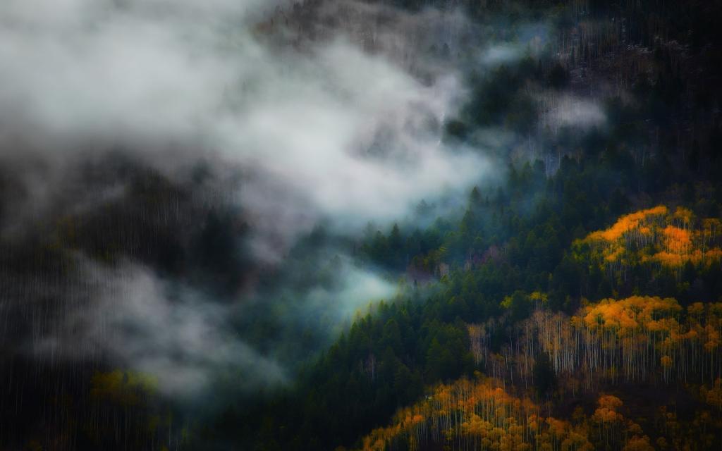 晨雾在山林之间的树木之间