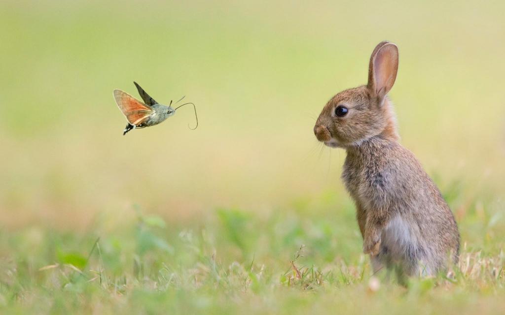 兔子看着蝴蝶