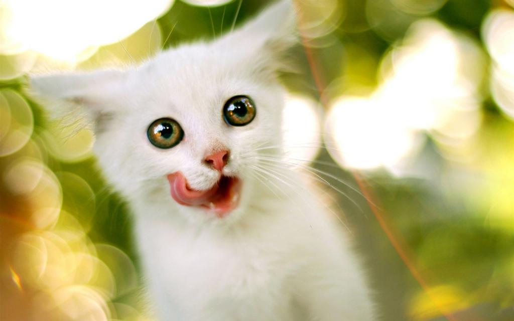 白色的小猫，圆眼睛