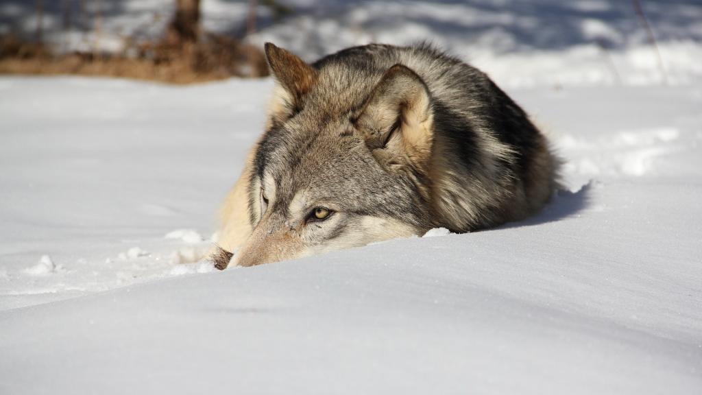 狼在雪地里休息