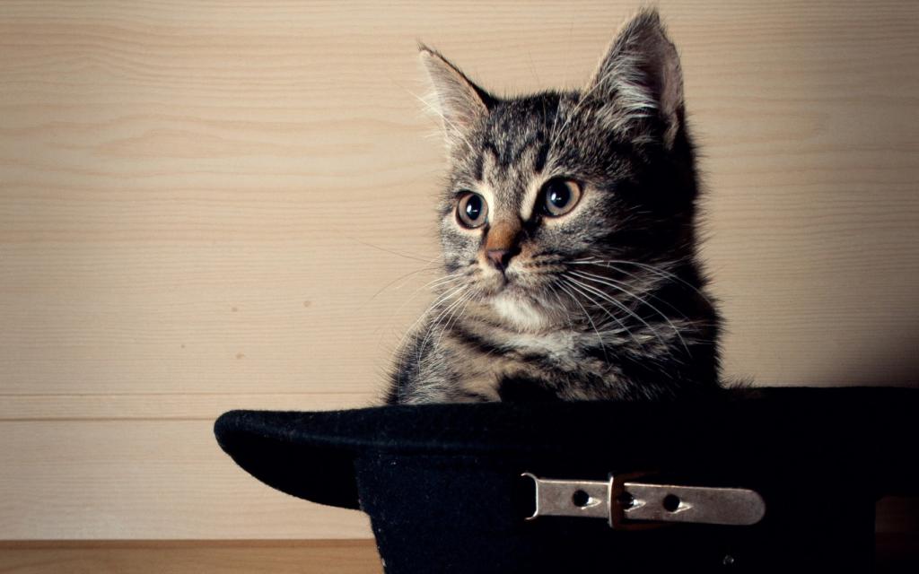 猫坐在黑色的帽子