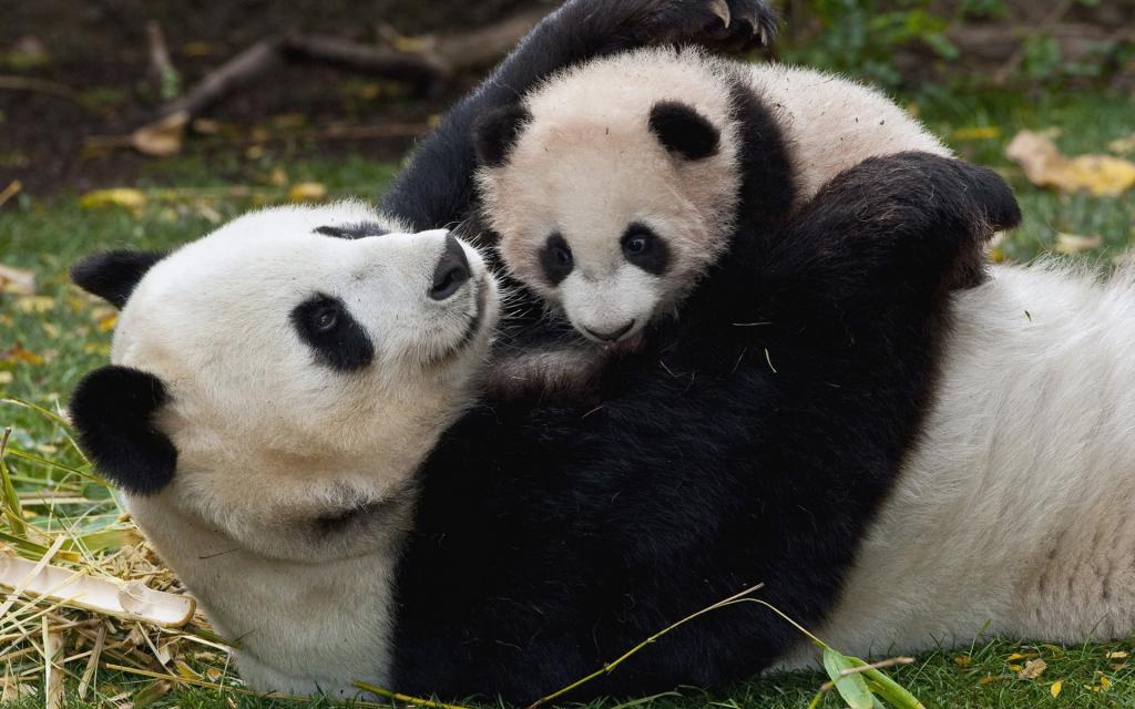熊猫和宝贝
