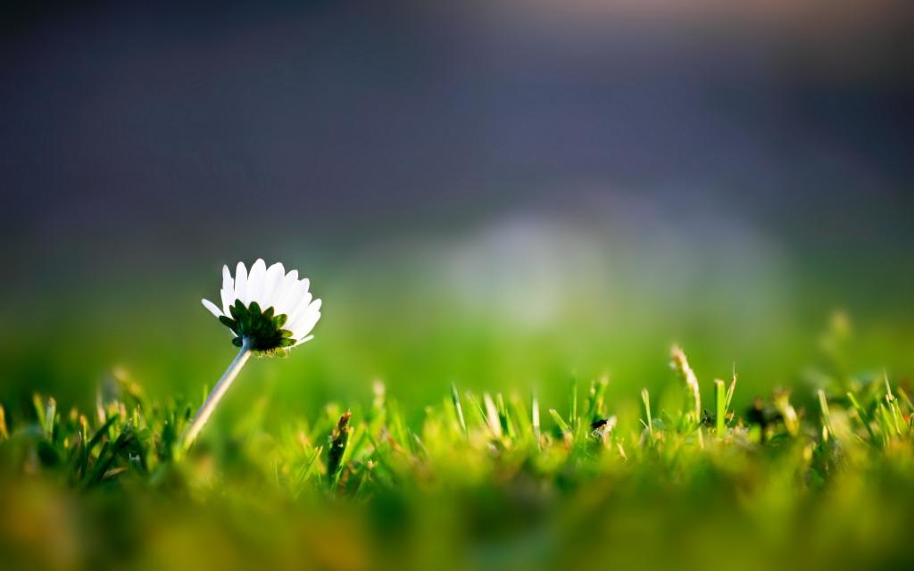 草和一朵孤独的花