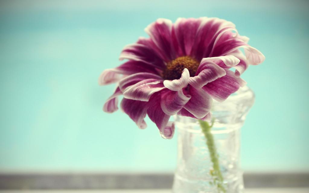 紫罗兰色白花在花瓶里