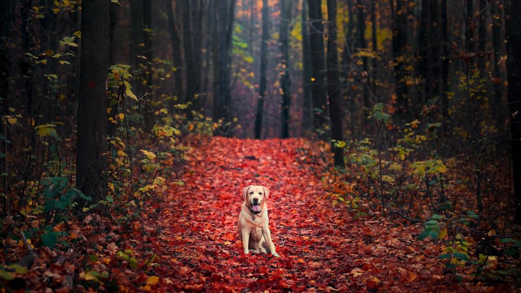 秋天，一只狗品种金毛猎犬坐在一片黄色的树林里