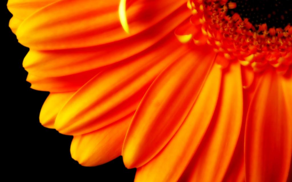 橙色的花