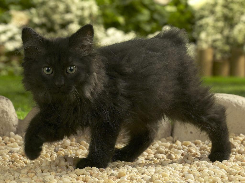 挪威森林猫的黑色小猫