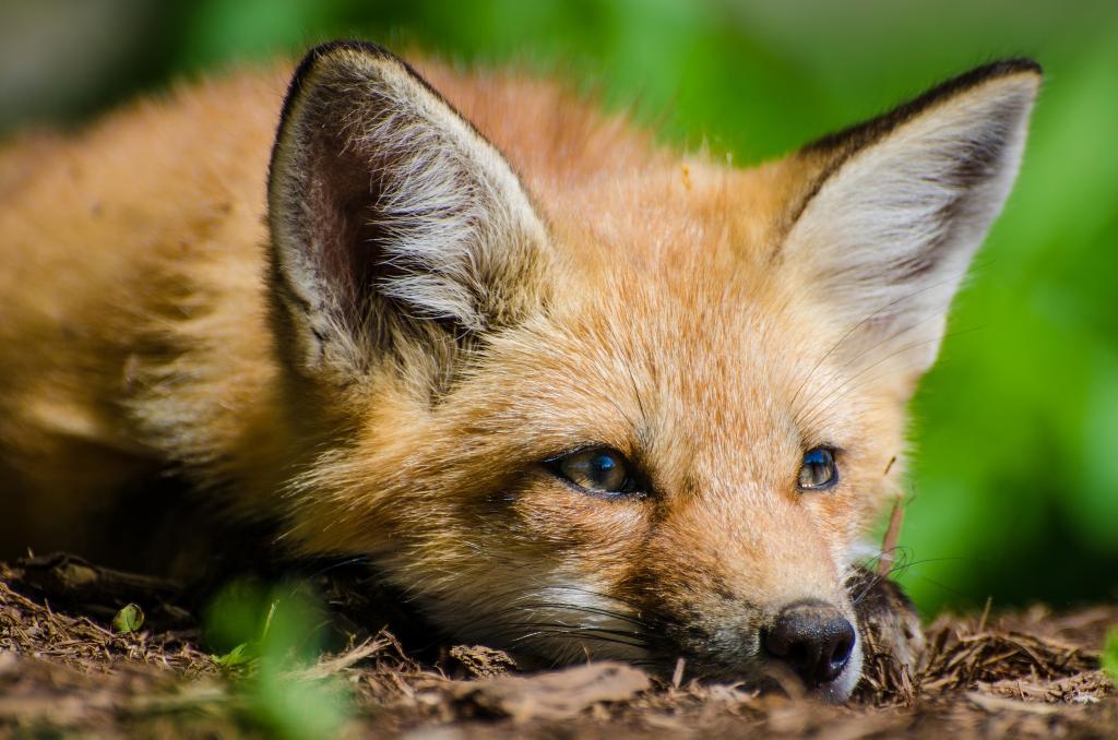 狐狸与一个悲伤的脸躺在干草地上