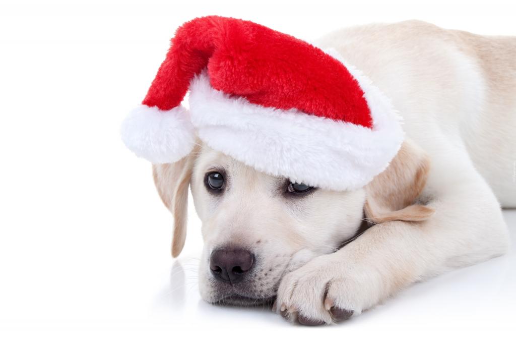 一只金毛猎犬的小狗在一顶红色帽子的在白色背景的新年