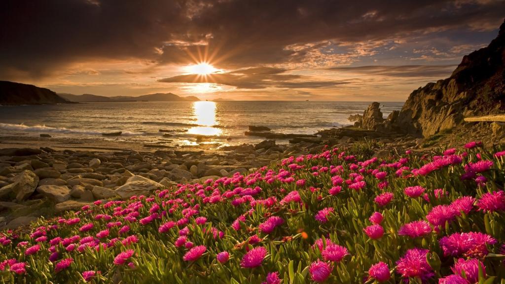 日落时在海边的粉红色花朵