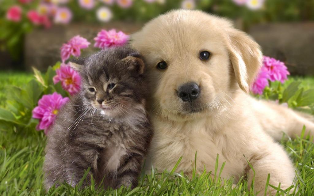 深情的小猫和小狗的背景下的花朵