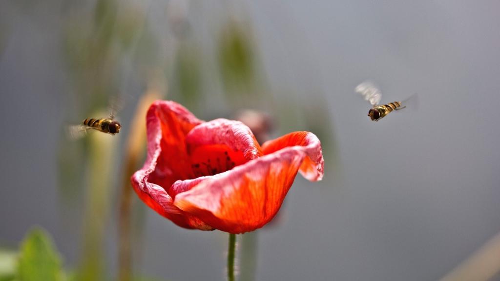 蜜蜂坐在罂粟花上