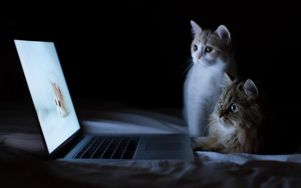 猫由计算机
