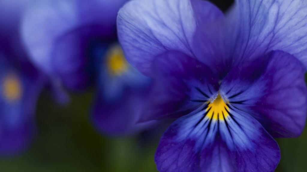 美丽的深蓝色紫罗兰