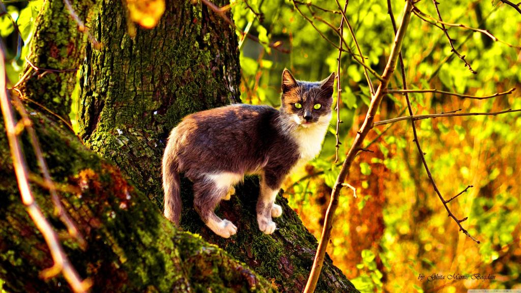 在青苔树上的猫