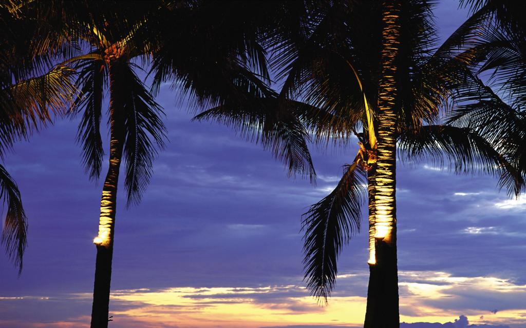 棕榈树在夕阳下
