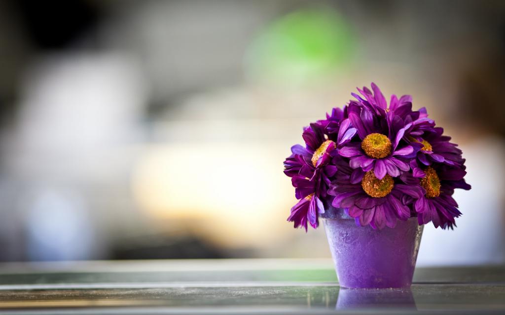 紫罗兰花在一个锅里