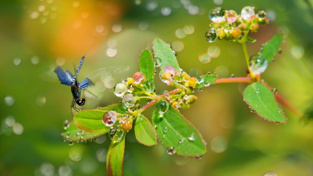 蜻蜓坐在雨中的树枝上