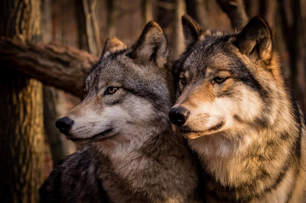 两只大美丽的灰狼