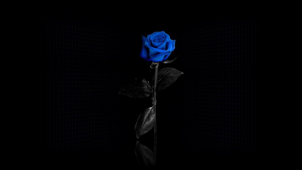 在黑色背景上的美丽蓝玫瑰