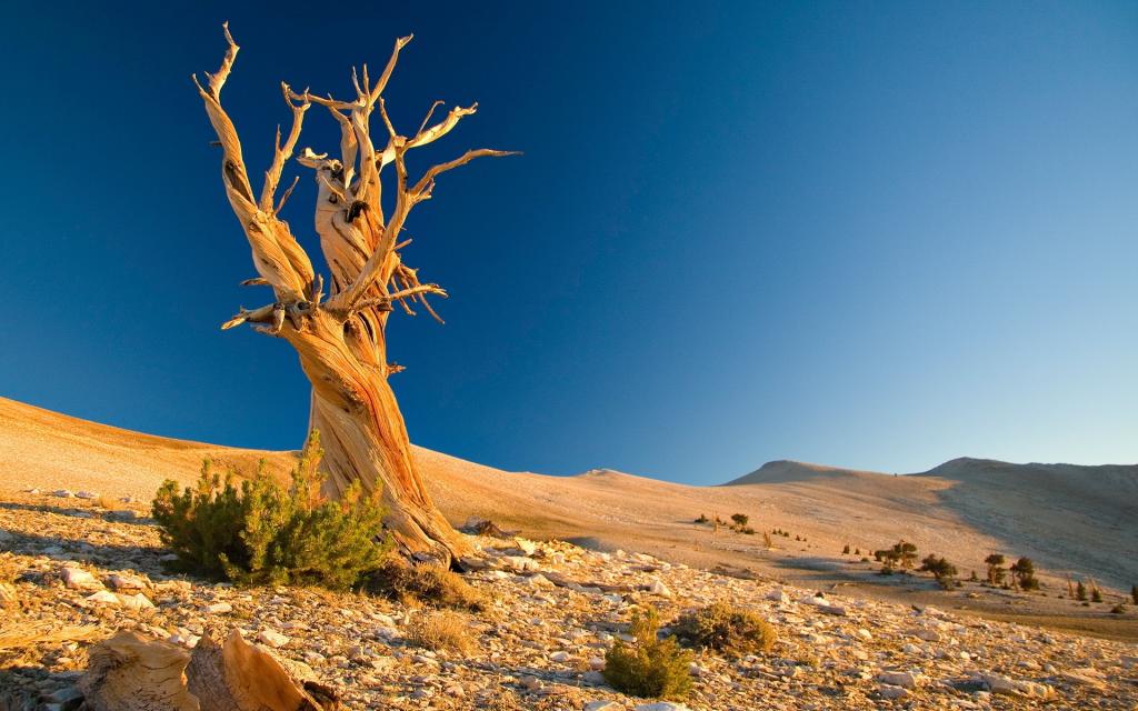 在沙漠中的枯树