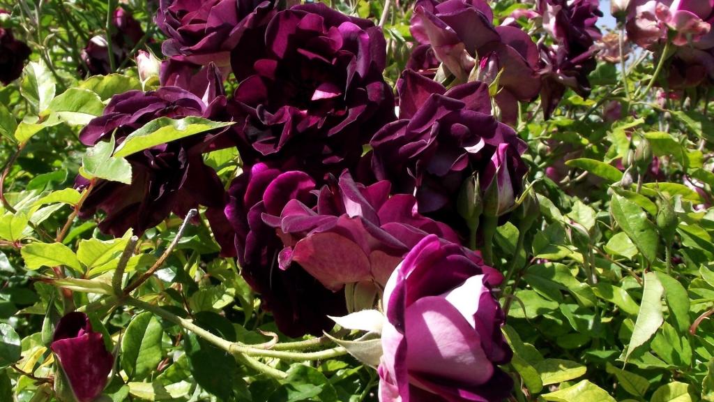 在草地上的紫罗兰色玫瑰
