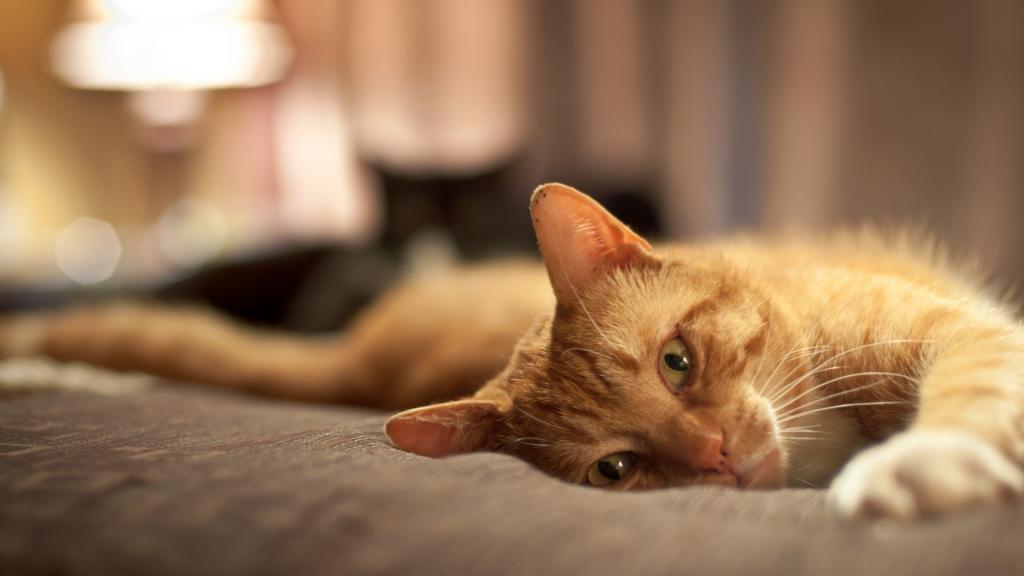 红猫放松在床上