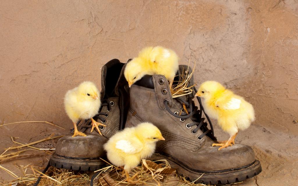 小鸡在鞋子里