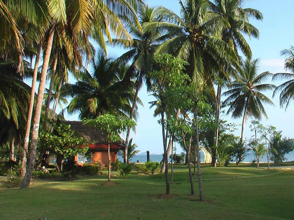 在张，泰国岛海岸上的棕榈树