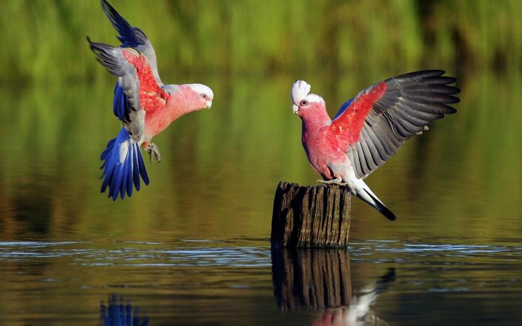 粉红色的小鸟，用大麻粘在水面上