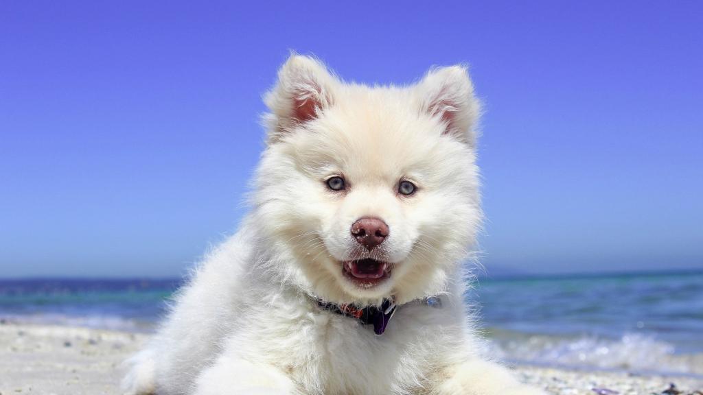 白色蓬松的小狗，粉红色的鼻子在沙滩上