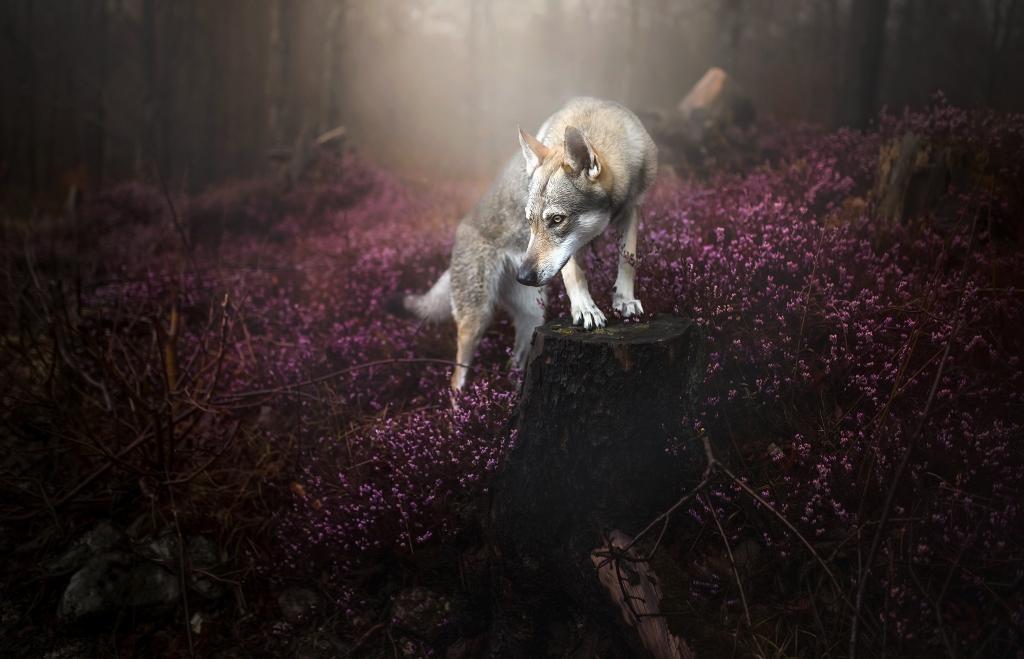 灰色的狼在一片紫色的花朵森林里严重的视线