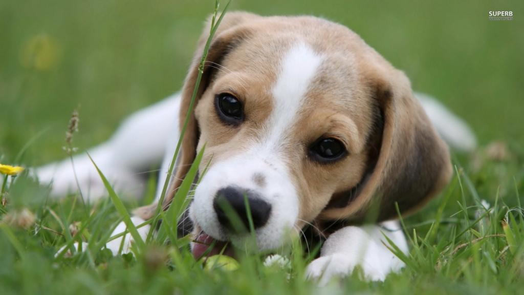 一只可爱的比格犬躺在草地上