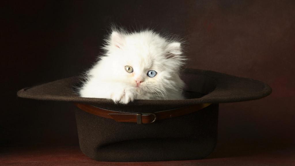 在一顶帽子的白色小猫