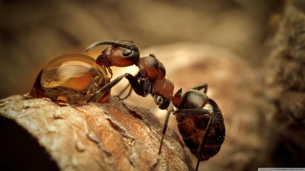 蚂蚁从一滴水中喝水