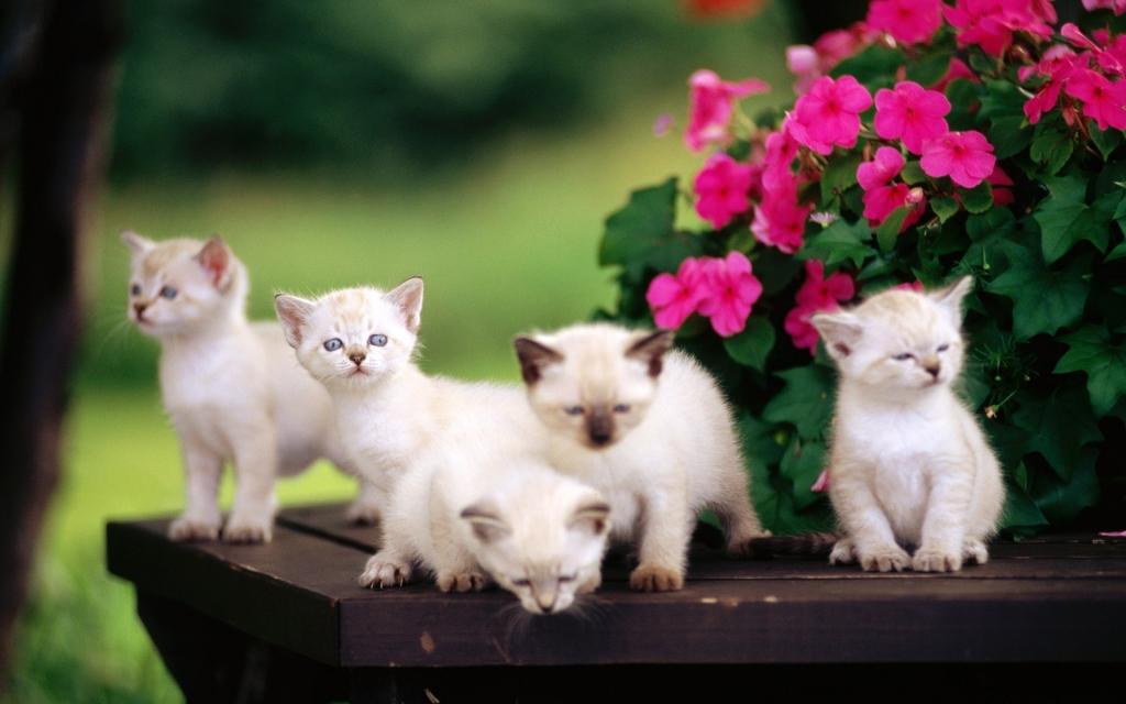 五只暹罗小猫