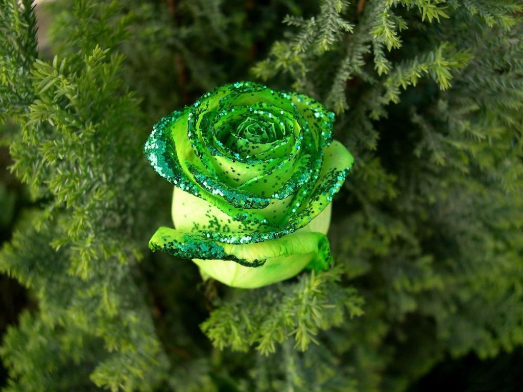 装饰玫瑰在森林里
