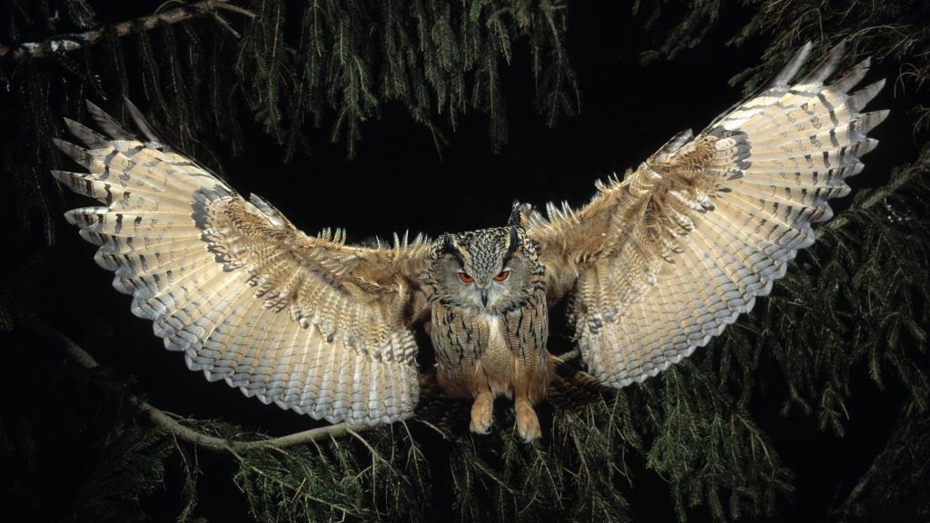 猫头鹰在一棵针叶树背景展开它的翼