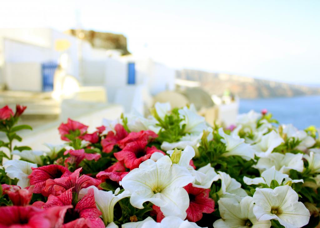 在希腊的花