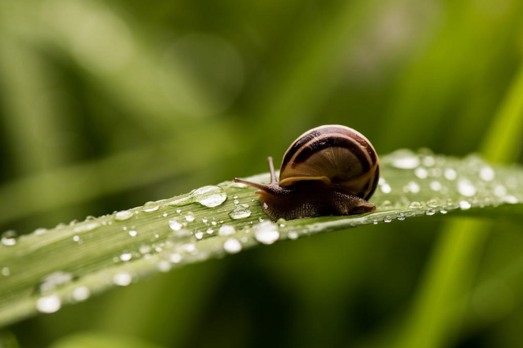 一只蜗牛坐在露水绿色的叶子上