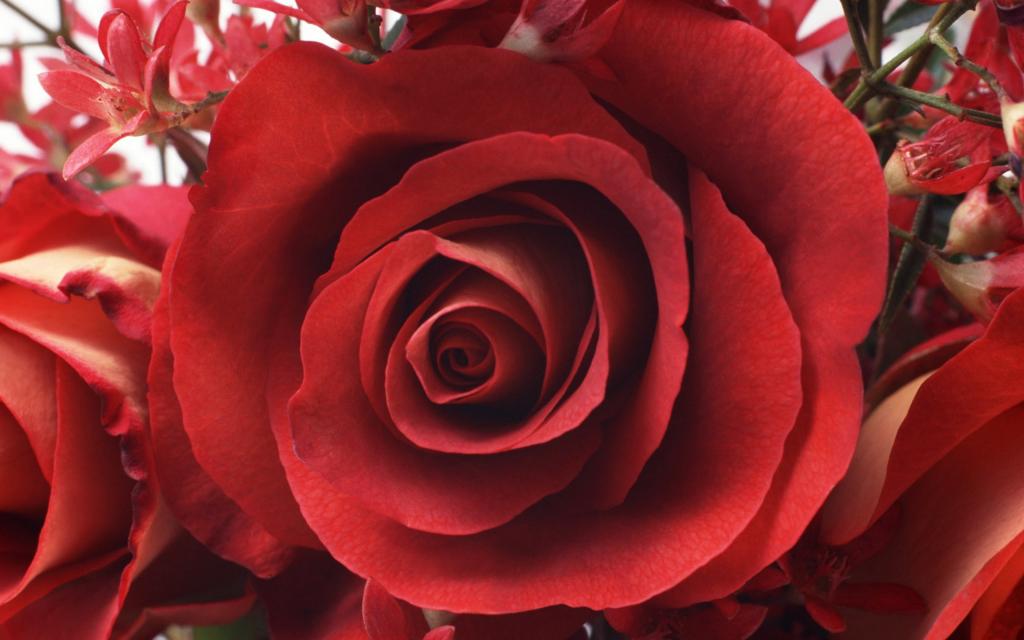 美丽的玫瑰在3月8日