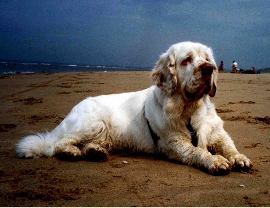 在海滩上的一只大猎犬