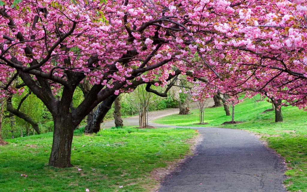 美丽的开花的树在春天