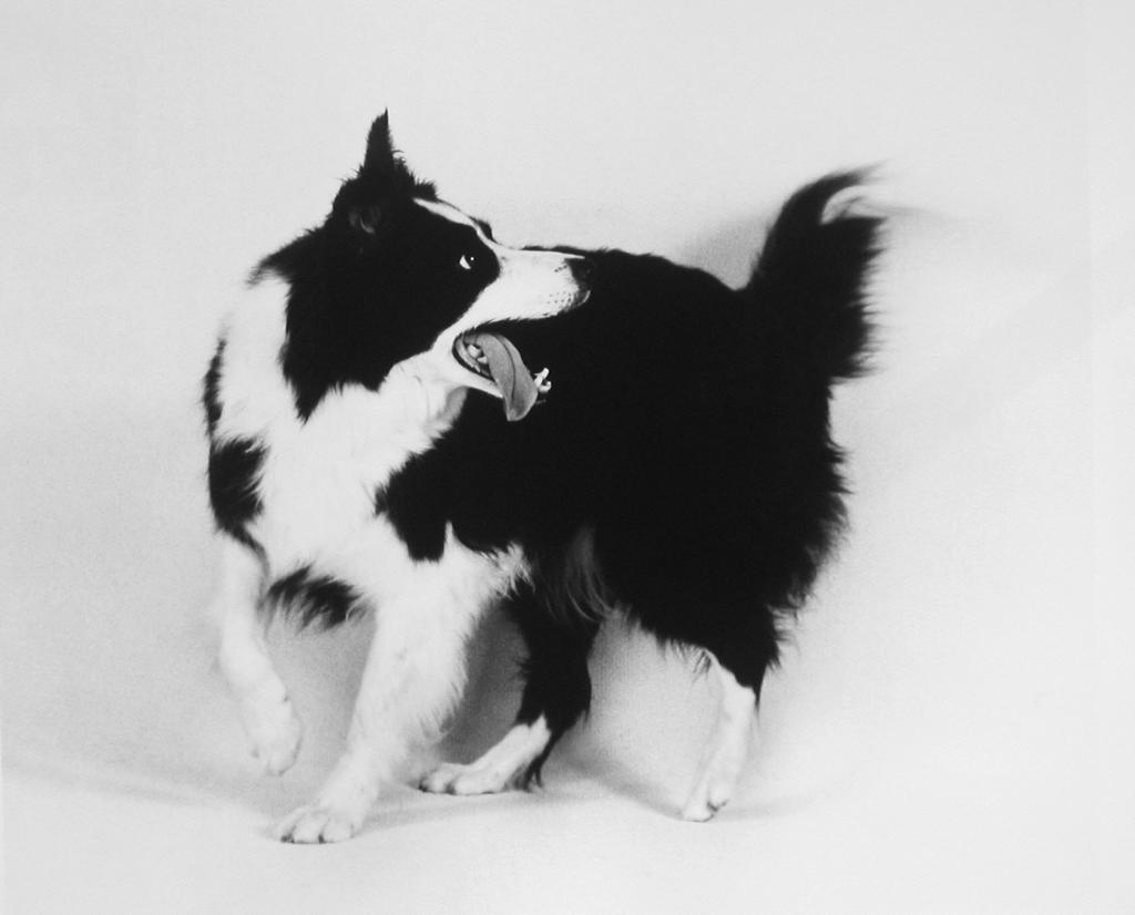 边境牧羊犬，黑白照片