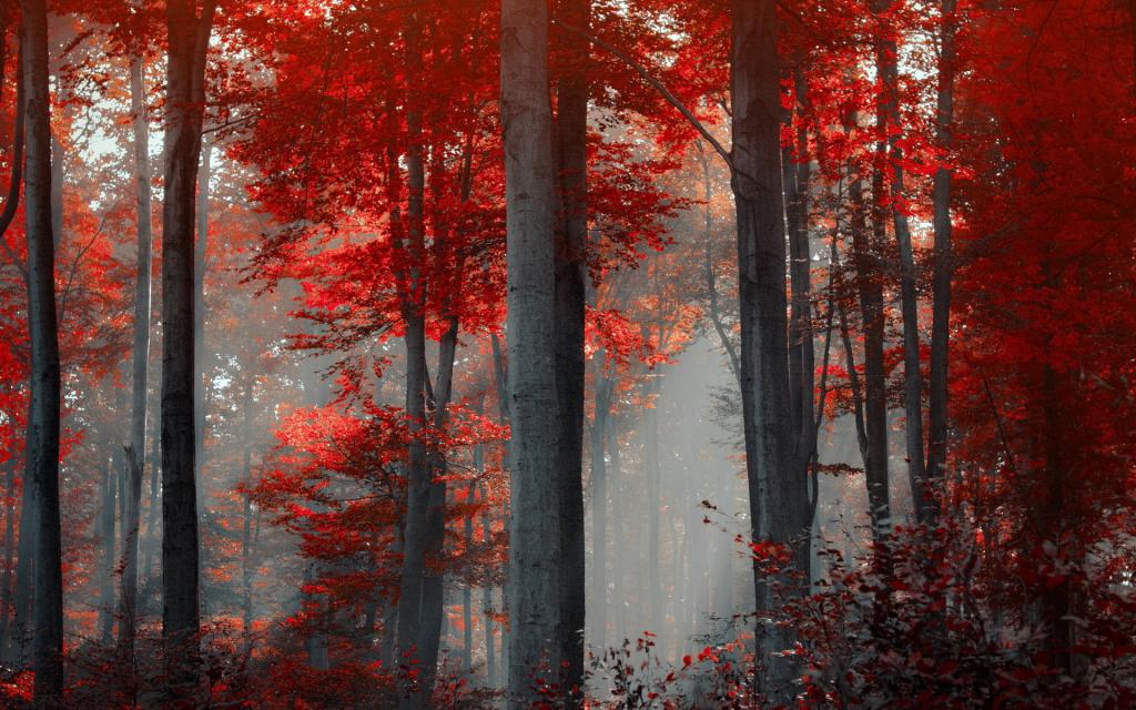 红色的叶子的树木