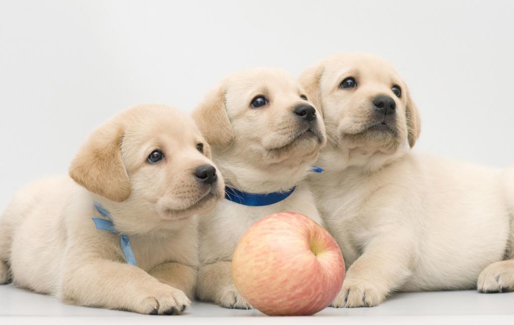 一只金毛猎犬与苹果的三个有趣的小狗